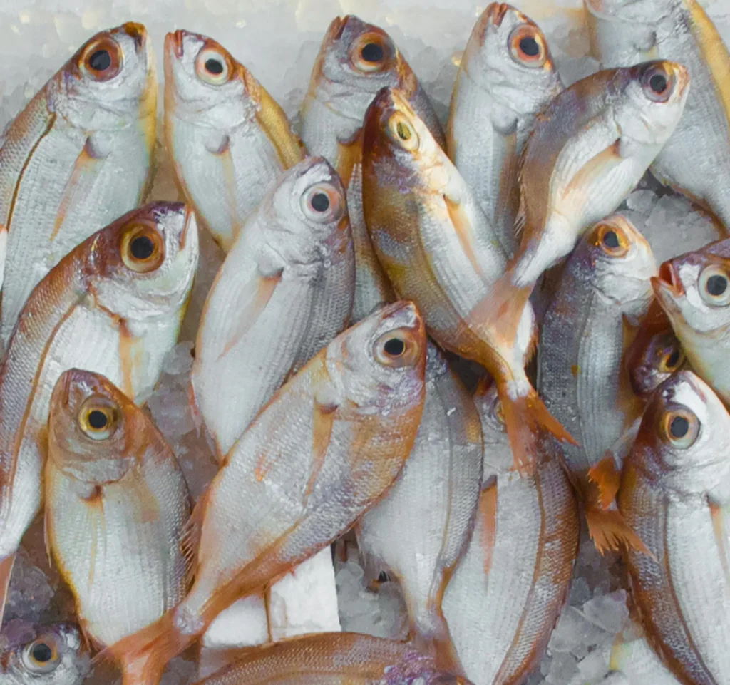 Common pandora fish kept on ice by a fresh fish supplier in Abu Dhabi