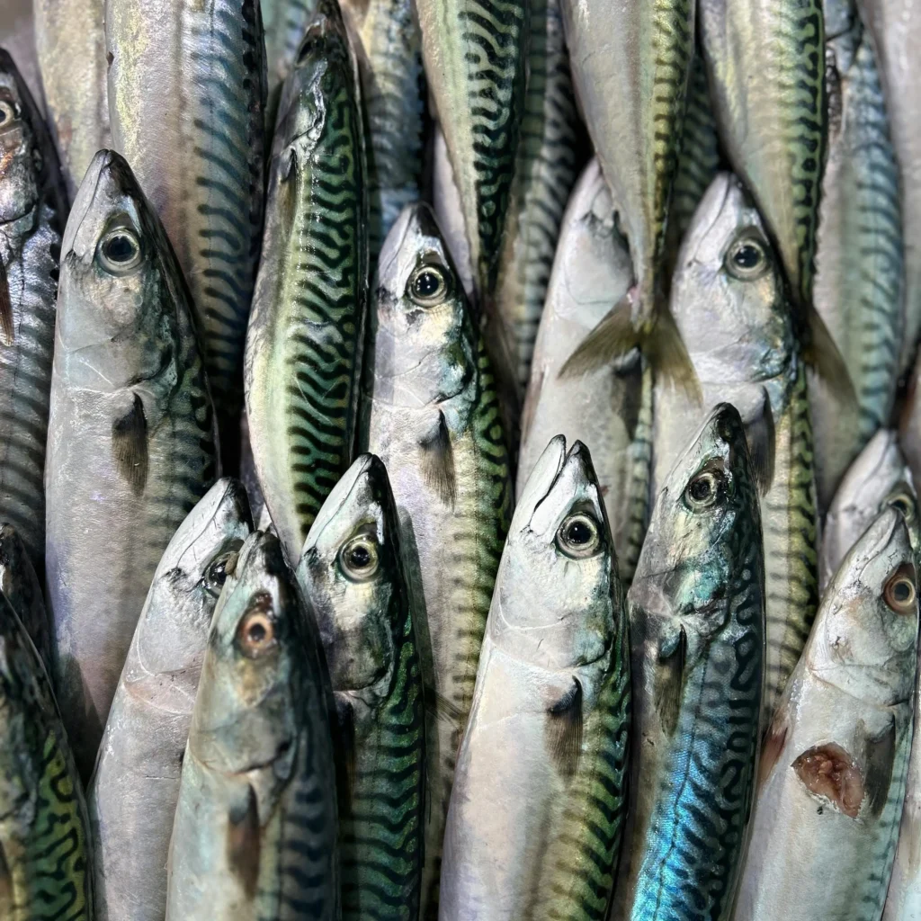 Fresh mackerel arranged neatly for wholesale fish supply in Abu Dhabi