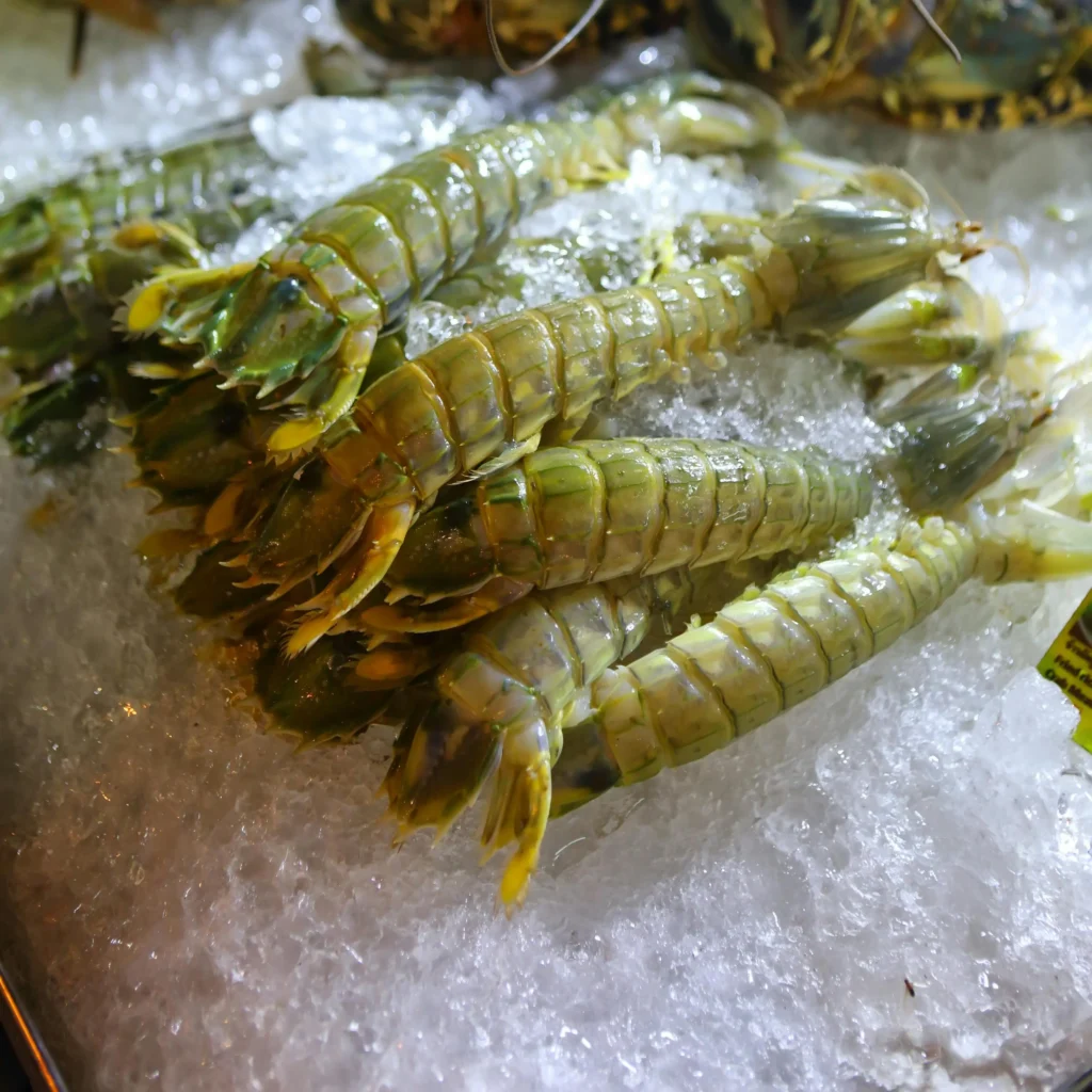 Fresh mantis shrimp displayed on ice by a seafood supplier in Abu Dhabi