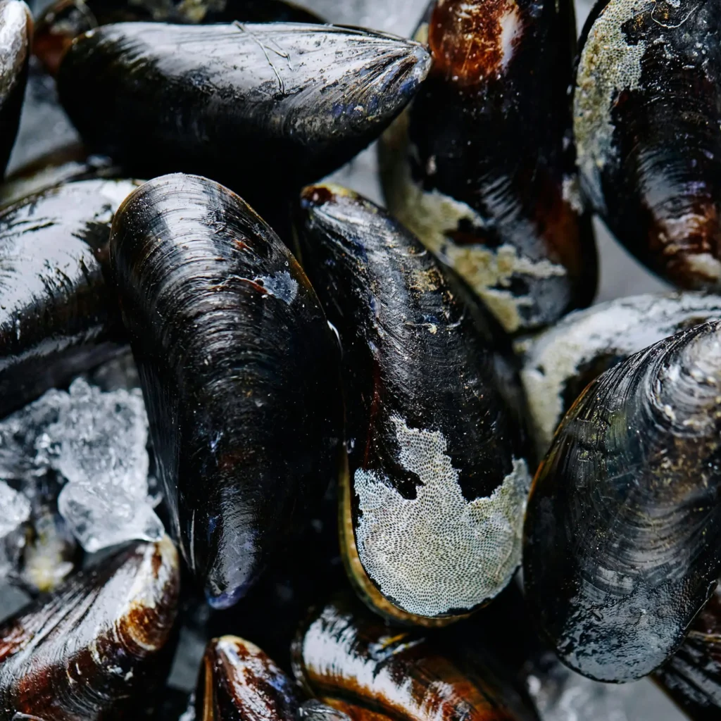 Fresh mussels kept on ice by a fresh fish supplier in Abu Dhabi