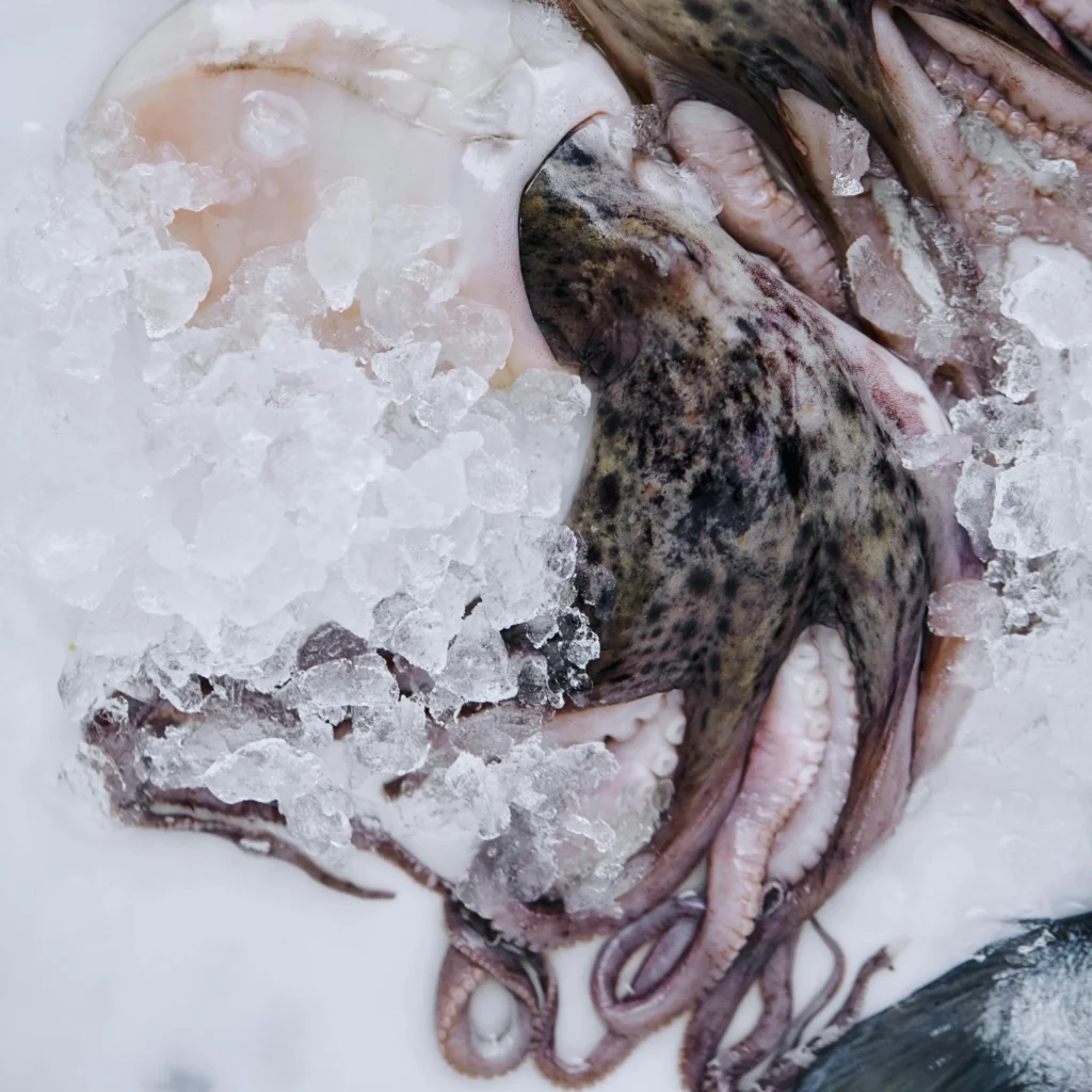 Fresh octopus placed on ice for seafood supply in Abu Dhabi