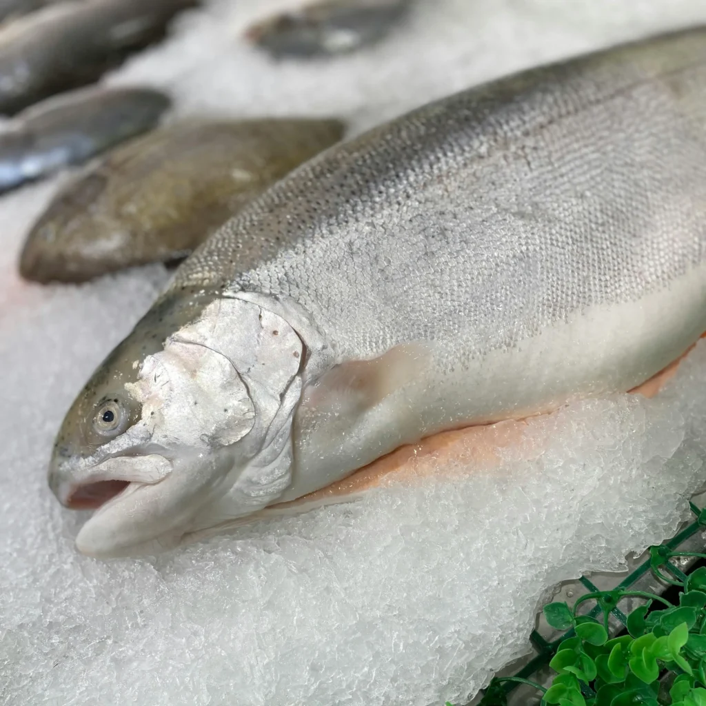 Fresh salmon displayed on ice shavings by a seafood supplier in Abu Dhabi