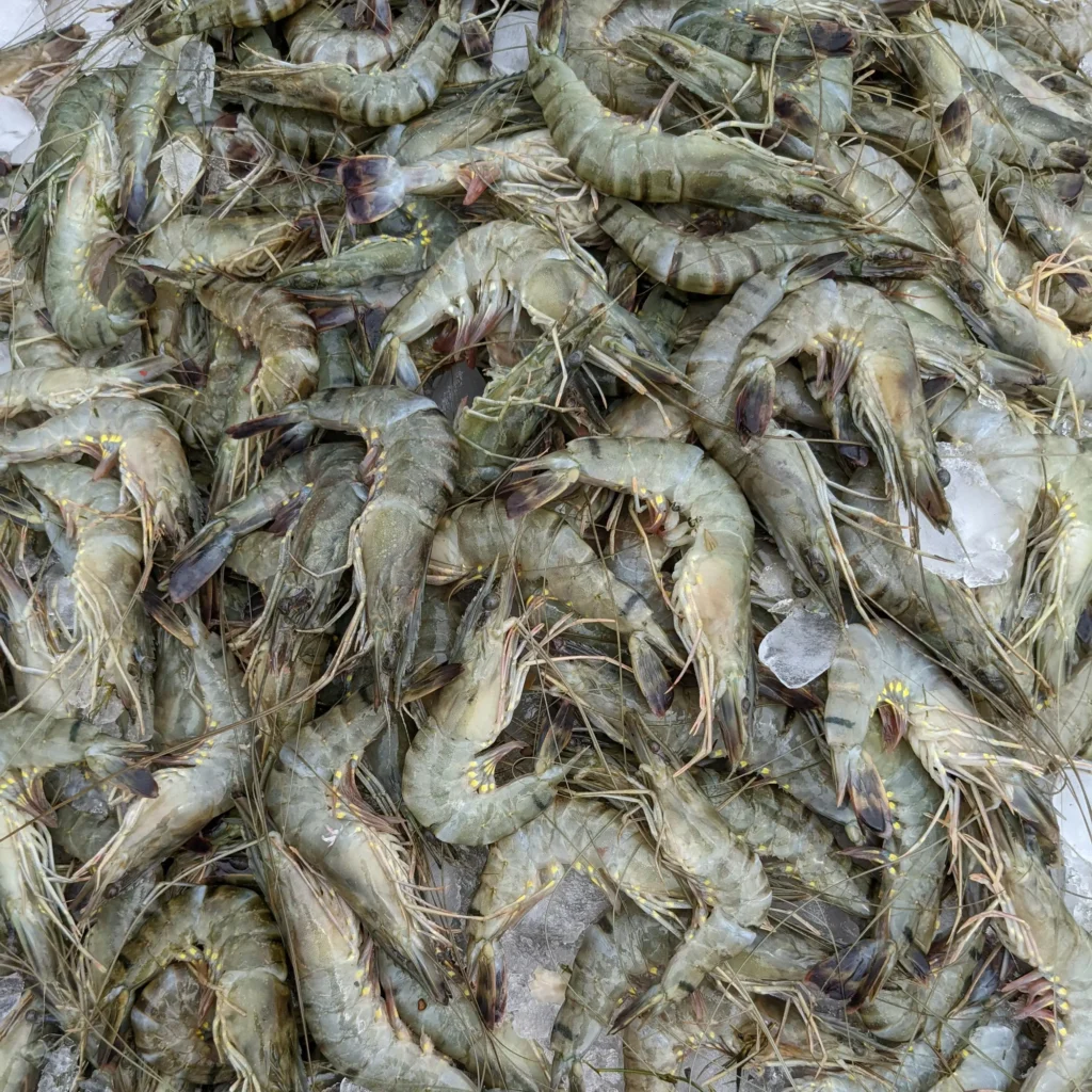 Shrimps placed on ice for bulk seafood supply in Abu Dhabi