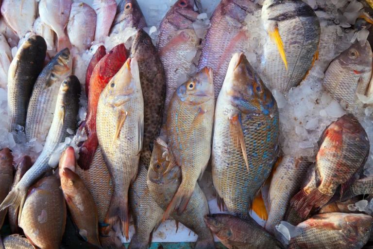 Fresh whole fish displayed on ice by a fresh fish supplier in Abu Dhabi for restaurants and hotels